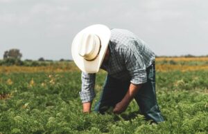 El campo colombiano se transforma: productividad, tecnología y mercados globales impulsan una nueva ruralidad