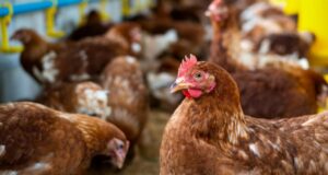 Fenavi alerta por 10 millones de huevos represados y carne de pollo en riesgo por bloqueos en Colombia