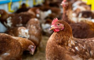 Fenavi alerta por 10 millones de huevos represados y carne de pollo en riesgo por bloqueos en Colombia